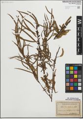 Foto von Salix humboldtiana Willd.